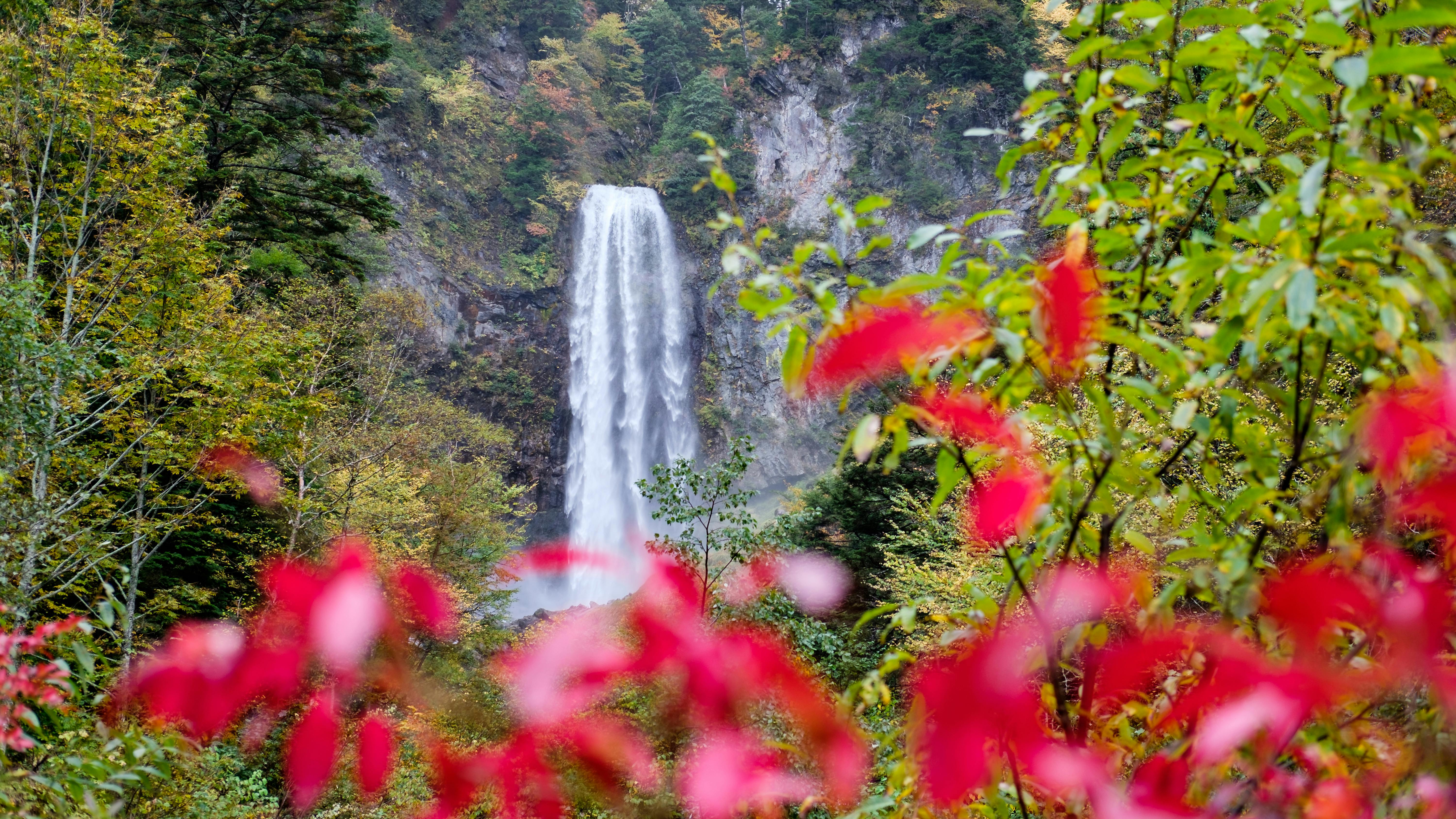 A tall waterfall cascades down a rocky cliff amidst a forest. Bright red and green leaves frame the scene in the foreground, suggesting a vibrant autumn setting.