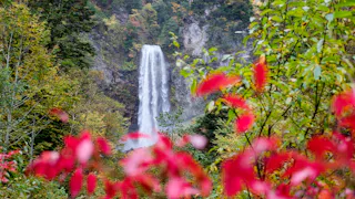 A tall waterfall cascades down a rocky cliff amidst a forest. Bright red and green leaves frame the scene in the foreground, suggesting a vibrant autumn setting.