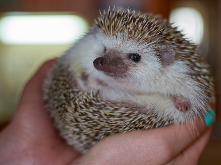 Entry Pass to Harajuku's Unique Hedgehog Cafe