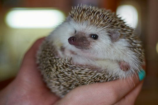 Harajuku Hedgehog & Animal Café Experience - Trip To Japan
