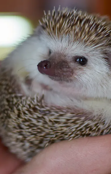 Hedgehog A close-up of a hedgehog curled up in a person's hand, showing its face and spiky back. The background is softly blurred, and the person has turquoise nail polish.