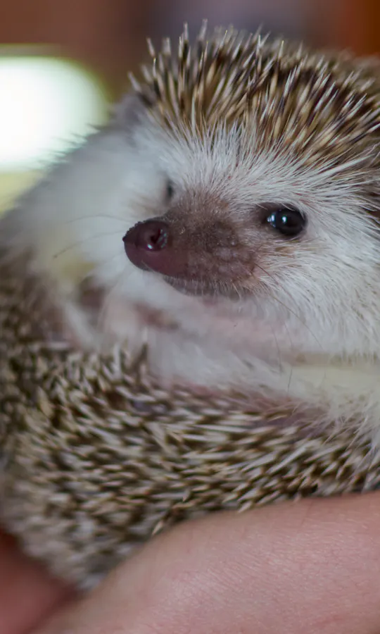 Hedgehog A close-up of a hedgehog curled up in a person's hand, showing its face and spiky back. The background is softly blurred, and the person has turquoise nail polish.