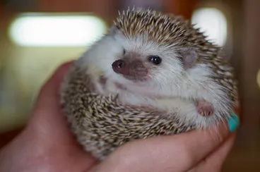 A close-up of a hedgehog curled up in a person's hand, showing its face and spiky back. The background is softly blurred, and the person has turquoise nail polish.
