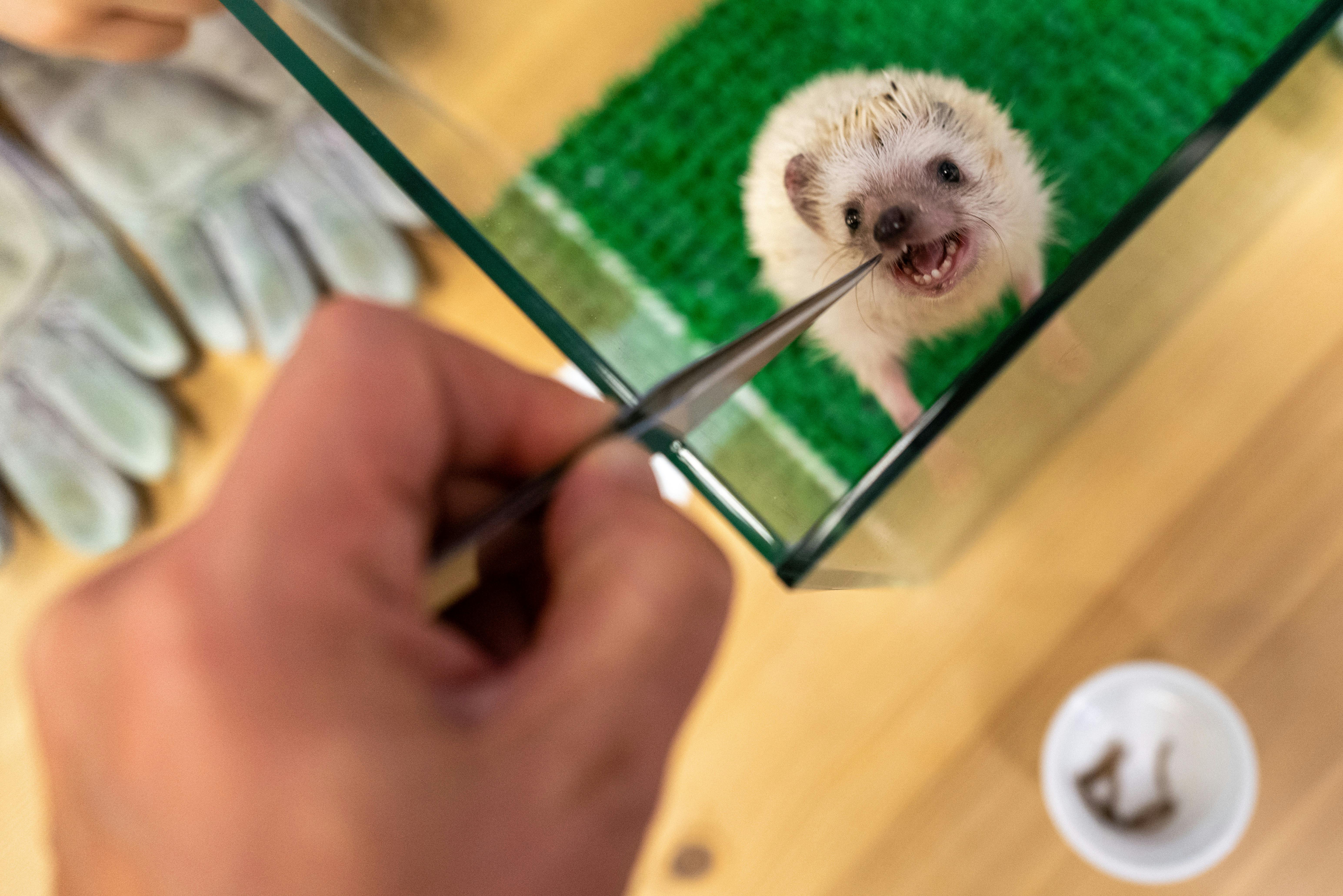 A person uses tweezers to feed a small white hedgehog in a glass enclosure with green bedding. The hedgehog eagerly opens its mouth toward the food. Gloves and a white container are nearby.