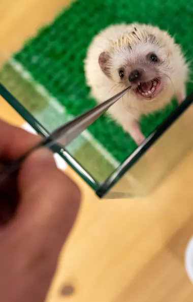 Feeding hedgehog A person uses tweezers to feed a small white hedgehog in a glass enclosure with green bedding. The hedgehog eagerly opens its mouth toward the food. Gloves and a white container are nearby.