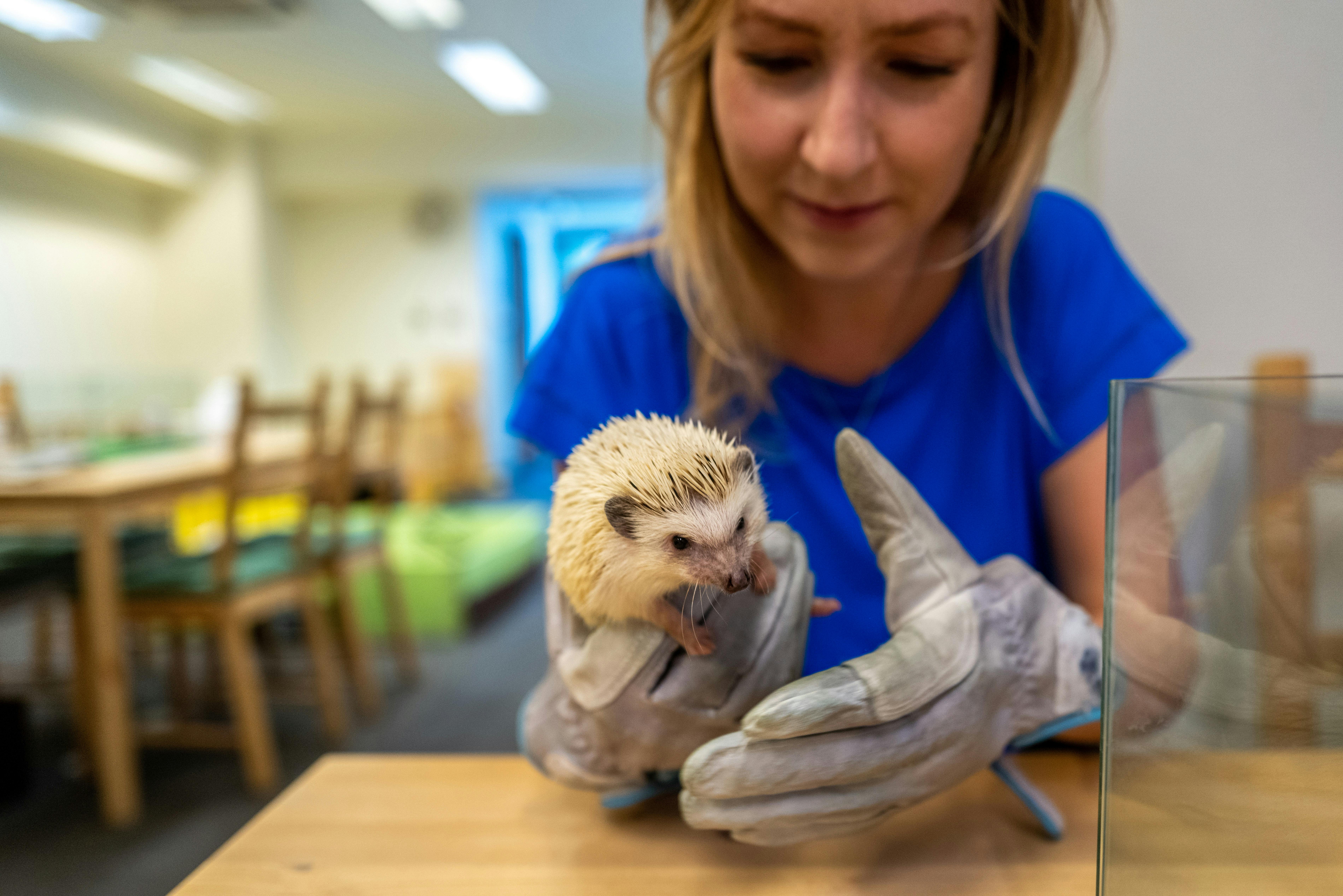 A woman in a blue shirt holds a small hedgehog with gloved hands inside a brightly lit room with wooden tables and chairs.
