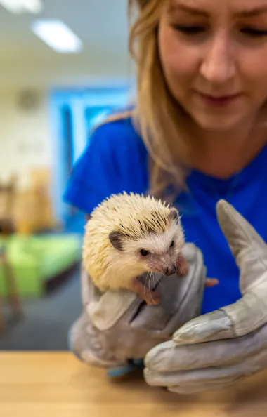 Woman holding hedgehog A woman in a blue shirt holds a small hedgehog with gloved hands inside a brightly lit room with wooden tables and chairs.