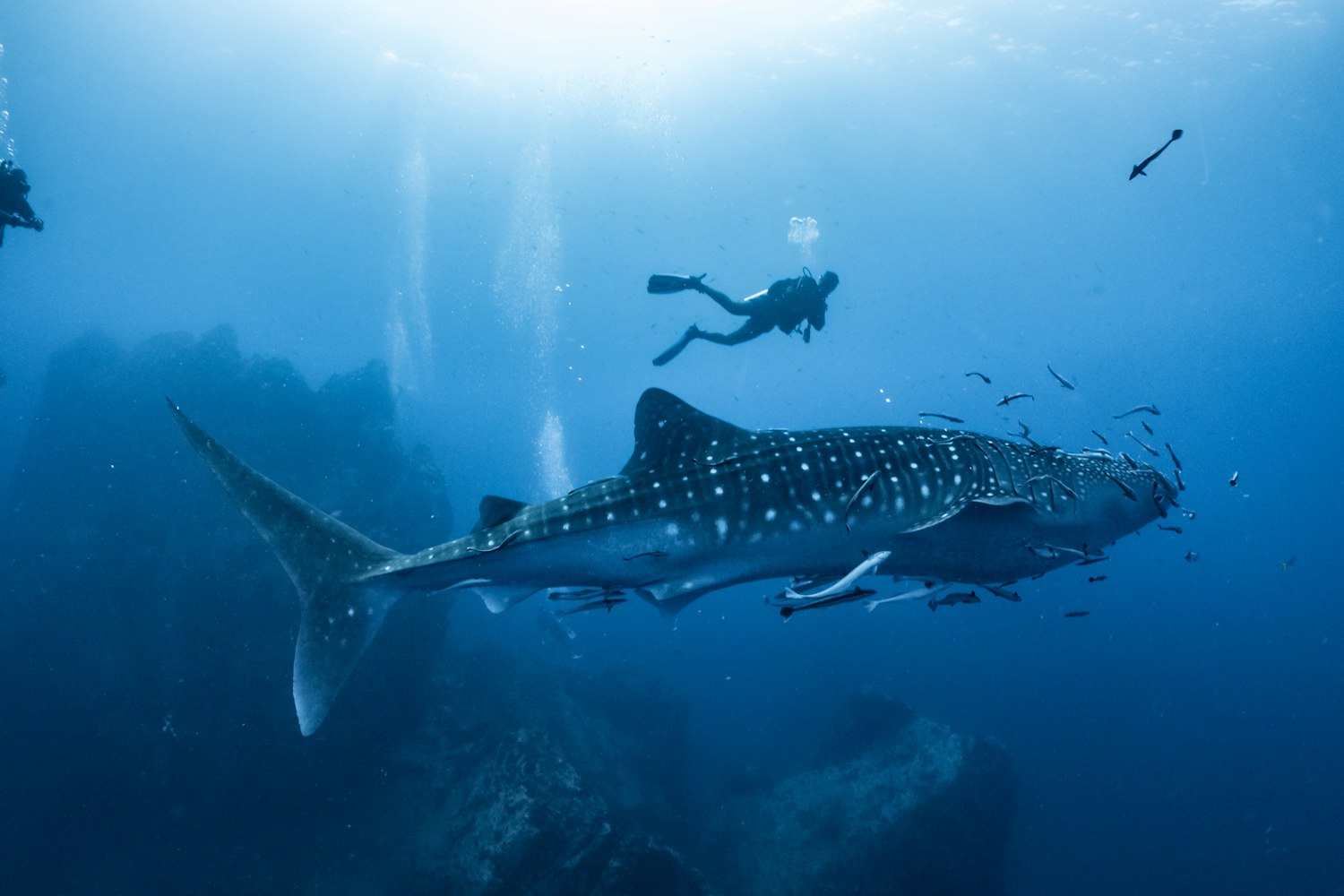 Diver and Whale Shark