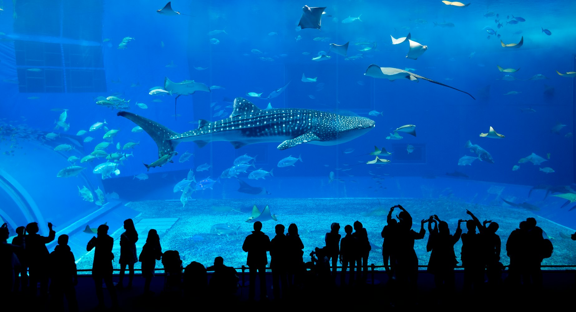 Okinawa Churaumi Aquarium