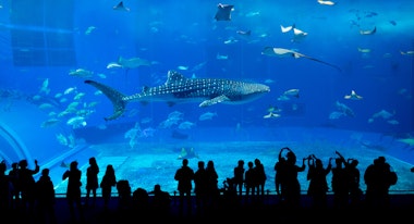 Okinawa Churaumi Aquarium