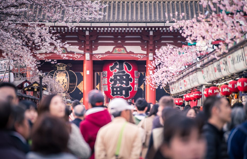 A crowd of people walks under blooming cherry blossom trees toward a traditional Japanese temple with a large red lantern and ornate decorations.