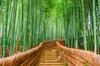 A pathway with stone steps and railings made of bamboo runs through a dense bamboo forest. The tall green bamboo stalks surround the path, creating a serene and lush natural tunnel. Sunlight filters through the leaves, illuminating the serene scene.