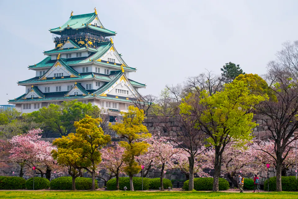 Osaka Castle (Osaka-jo) 历史悠久的大阪城,具有传统的多层屋顶,四周被樱花和郁郁葱葱的树木环绕,盛开着。城堡的白色外观与绿色的屋顶形成对比,场景设定在晴朗的日子里,蓝天映衬。