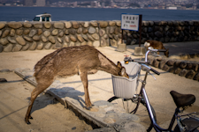 Miyajima Island