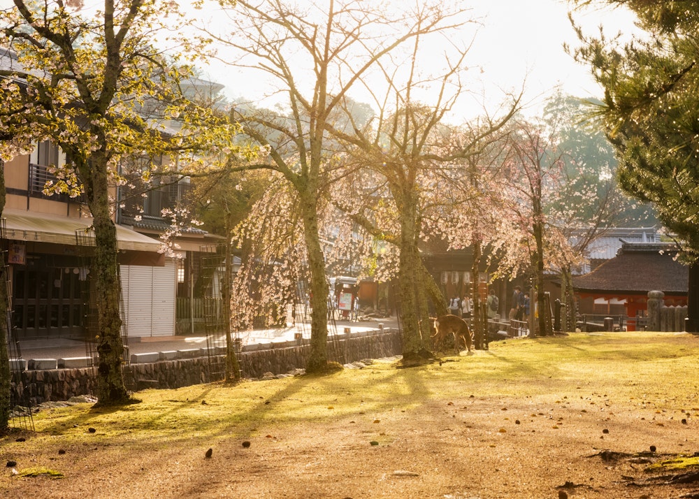 Machiya Street