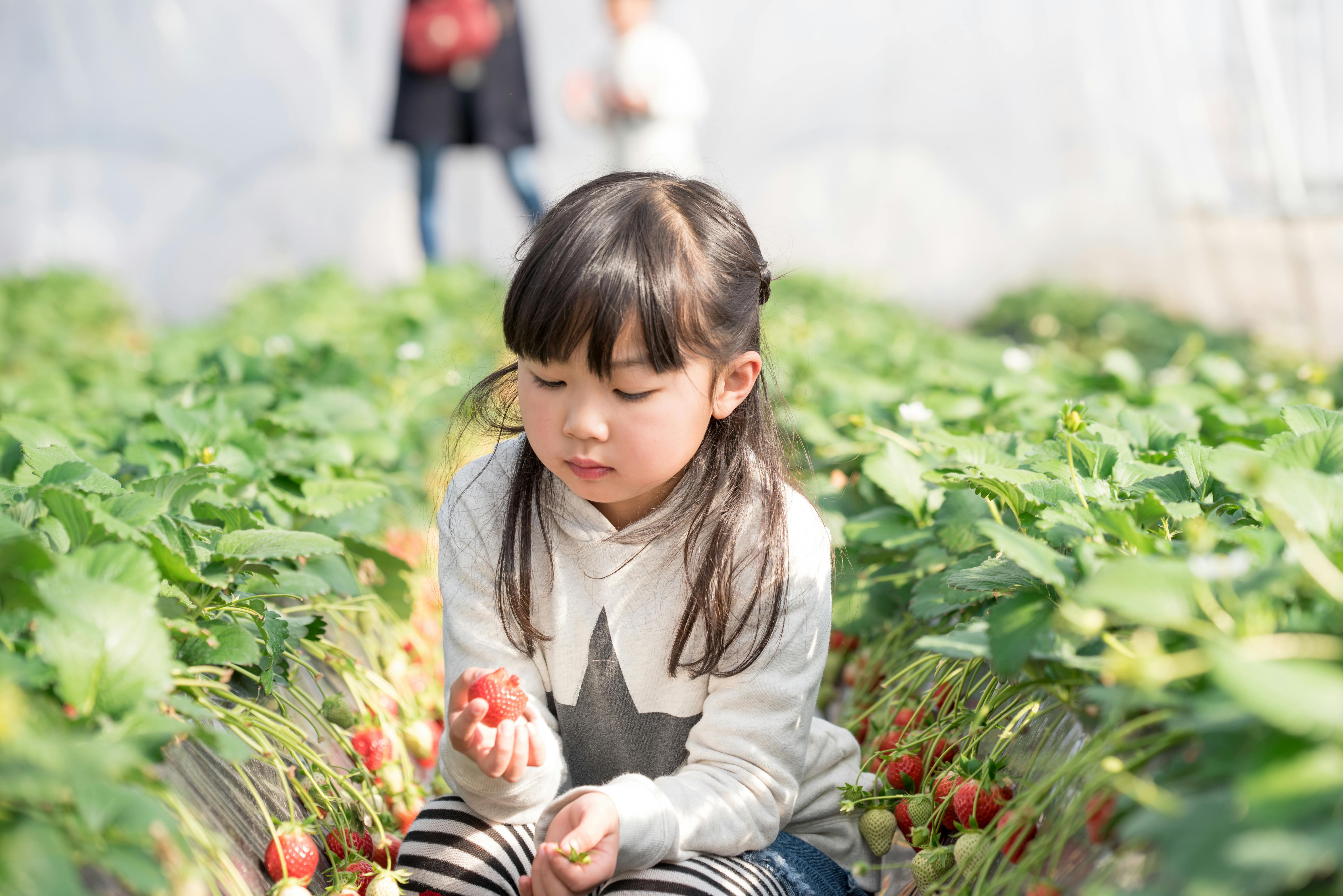 Fukuoka Strawberry Picking