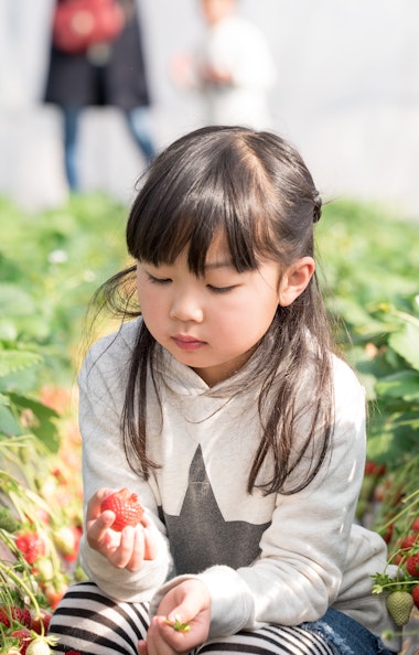 Fukuoka Strawberry Picking
