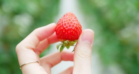 Fukuoka Strawberry Picking
