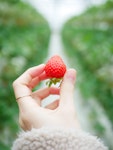 Fukuoka Strawberry Picking