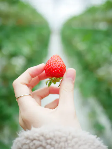 Fukuoka Strawberry Picking
