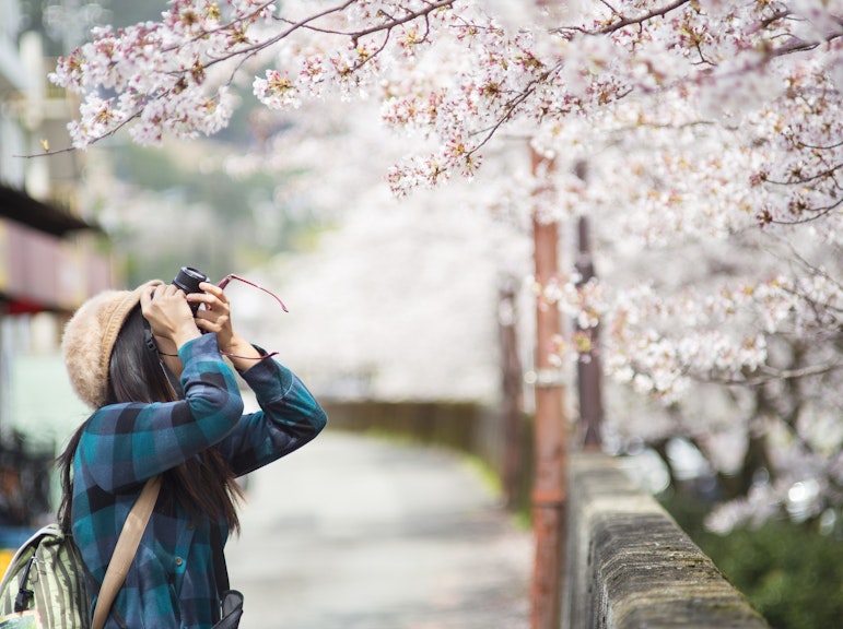 벚꽃 하이라이트, 하마리큐 정원, 아사쿠사, 메이지 신사