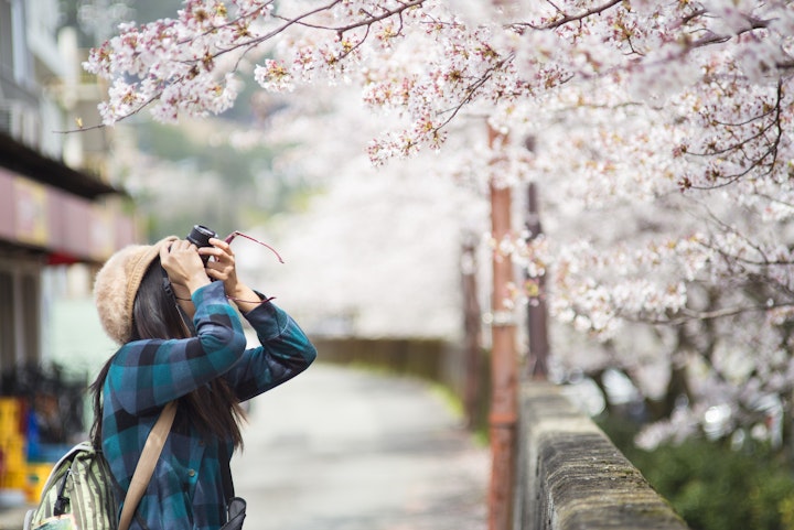 Cherry Blossom highlights, Hamarikyu garden, Asakusa, Meiji shrine