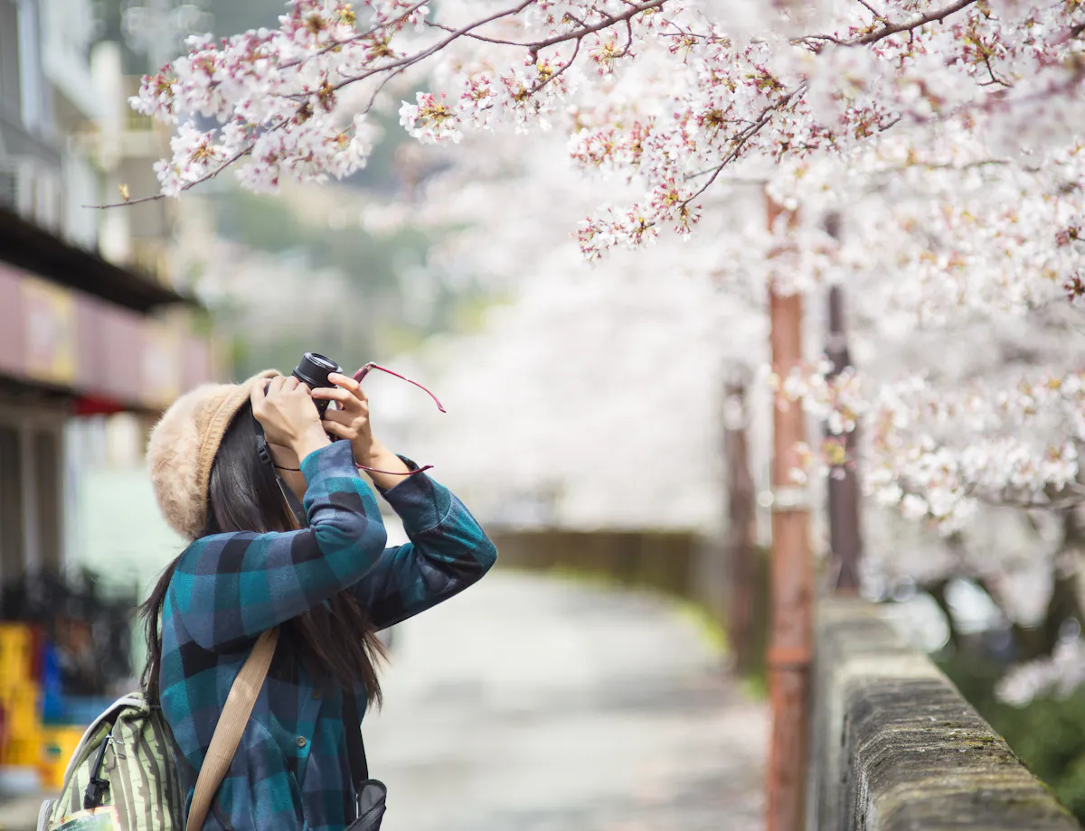 Cherry Blossoms Cherry Blossoms