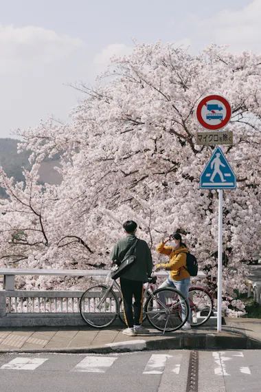 Cherry Blossoms