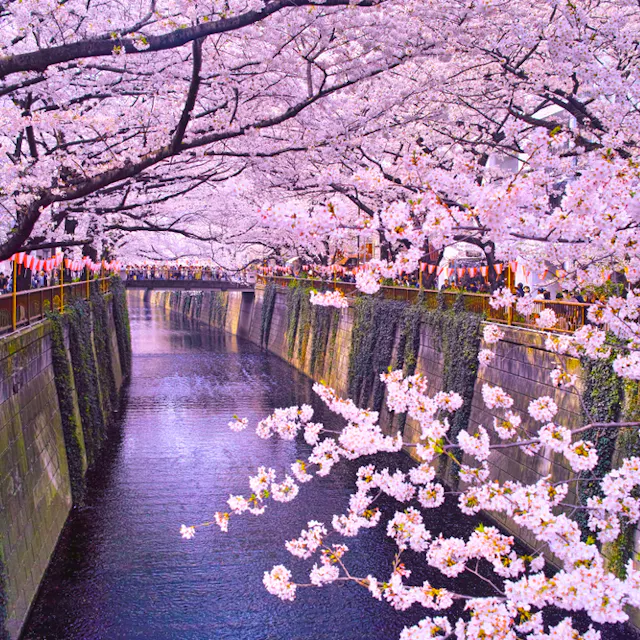 Nakameguro Nakameguro