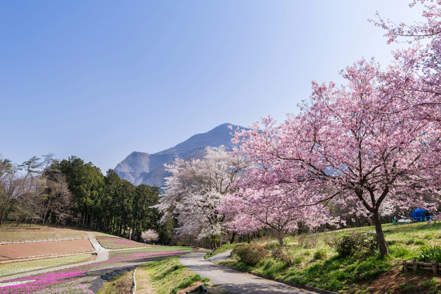 Cherry Blossoms at Hitsujiyama Park