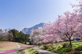 A scenic view of cherry blossom trees in full bloom lining a winding path. The background features a majestic mountain range under a clear blue sky. The foreground includes fields with patches of colorful flowers, and a lush green terrain.