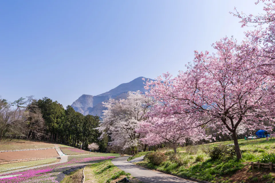 A scenic view of cherry blossom trees in full bloom lining a winding path. The background features a majestic mountain range under a clear blue sky. The foreground includes fields with patches of colorful flowers, and a lush green terrain.