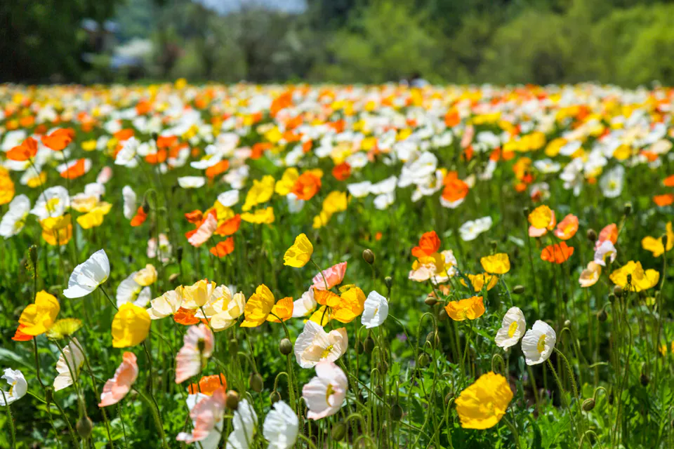 A vibrant field of blooming poppies with white, yellow, and orange petals stretches into the distance. The green foliage beneath the flowers creates a lush backdrop, and trees are faintly visible in the background, suggesting the edge of a forest or woodland area.