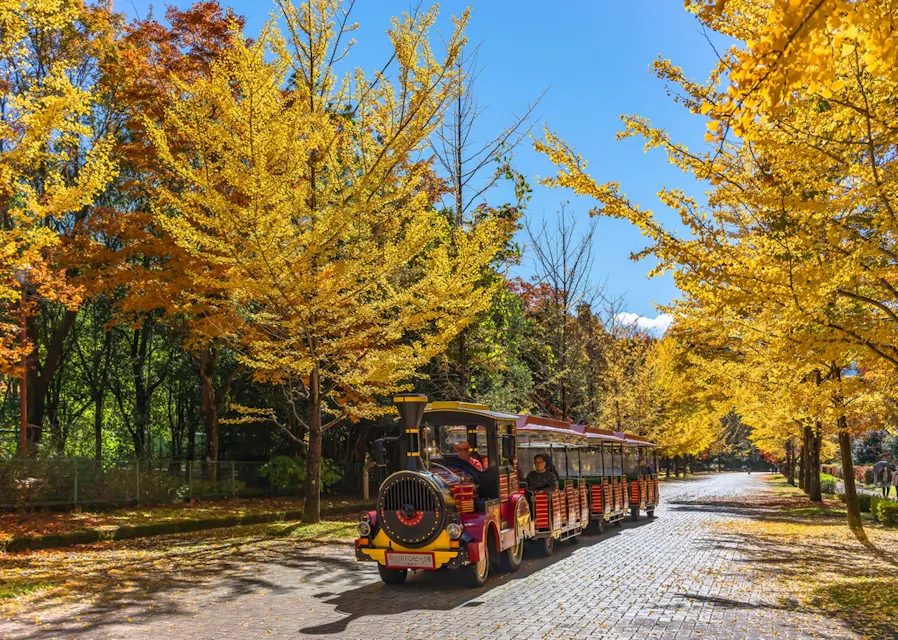 A tourist train with a red and yellow locomotive and open carriages is traveling along a tree-lined path in a park. The trees have vibrant yellow autumn leaves, and the sun is shining in a clear blue sky. Passengers can be seen enjoying the scenic ride.