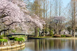 Pink cherry blossom trees and tall bare trees surround a calm pond with reflections, while a small arched bridge crosses the water in a peaceful park setting on a clear, sunny day.
