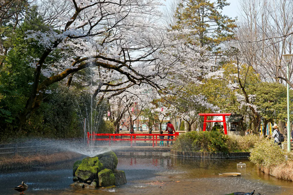 A serene park featuring a pond with a small fountain, surrounded by trees with blooming cherry blossoms. A bright red torii gate and bridge add vivid color to the scene, and people in the background appreciate the tranquil spring day.