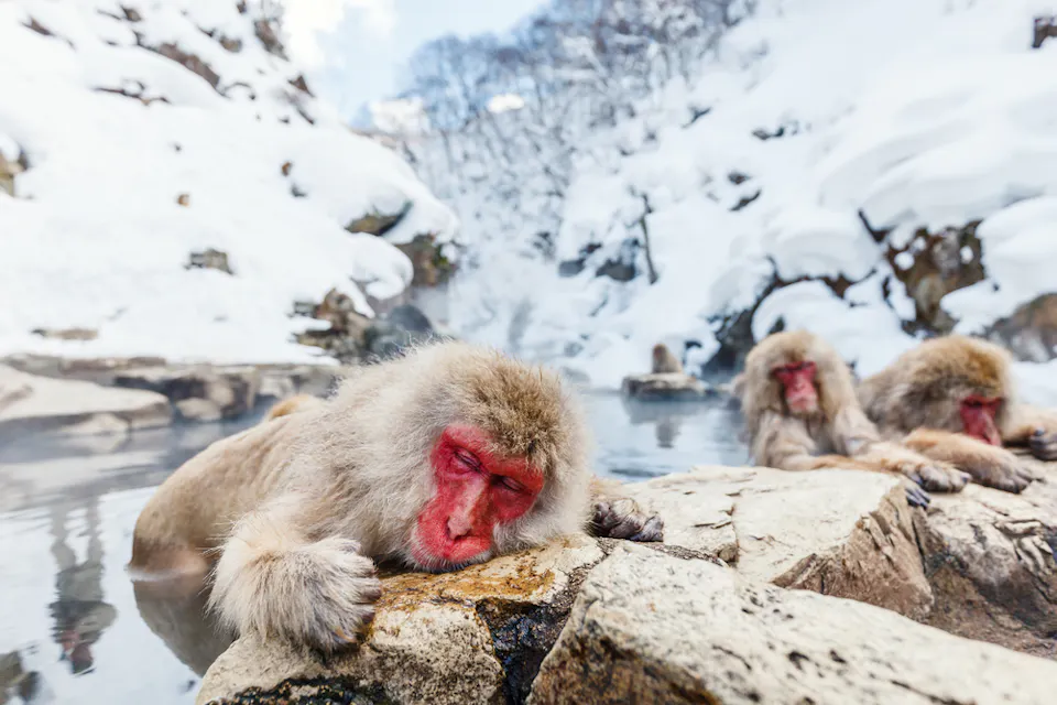 Jigokudani Monkey Park Japanese macaques, also known as snow monkeys, relax in a hot spring in a snowy landscape. One monkey rests its head on a rock while two others sit nearby. The background features snow-covered rocks and trees, creating a serene winter scene.