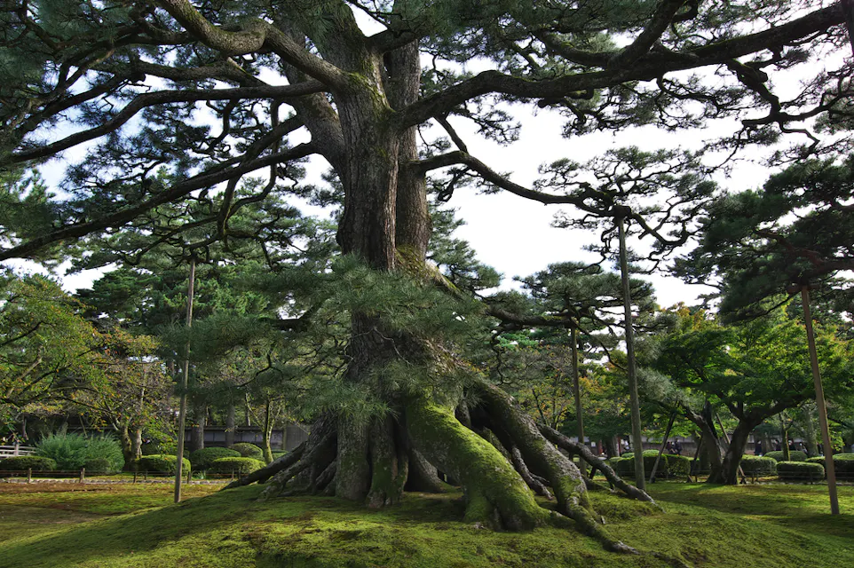 一棵古老而巨大的树木，广阔的树枝壮丽地伫立在公园中。它的树干和根部覆盖着绿色苔藓，周围的地面也满是苔藓。较小的树木和灌木环绕着这棵树，背景天空部分多云。