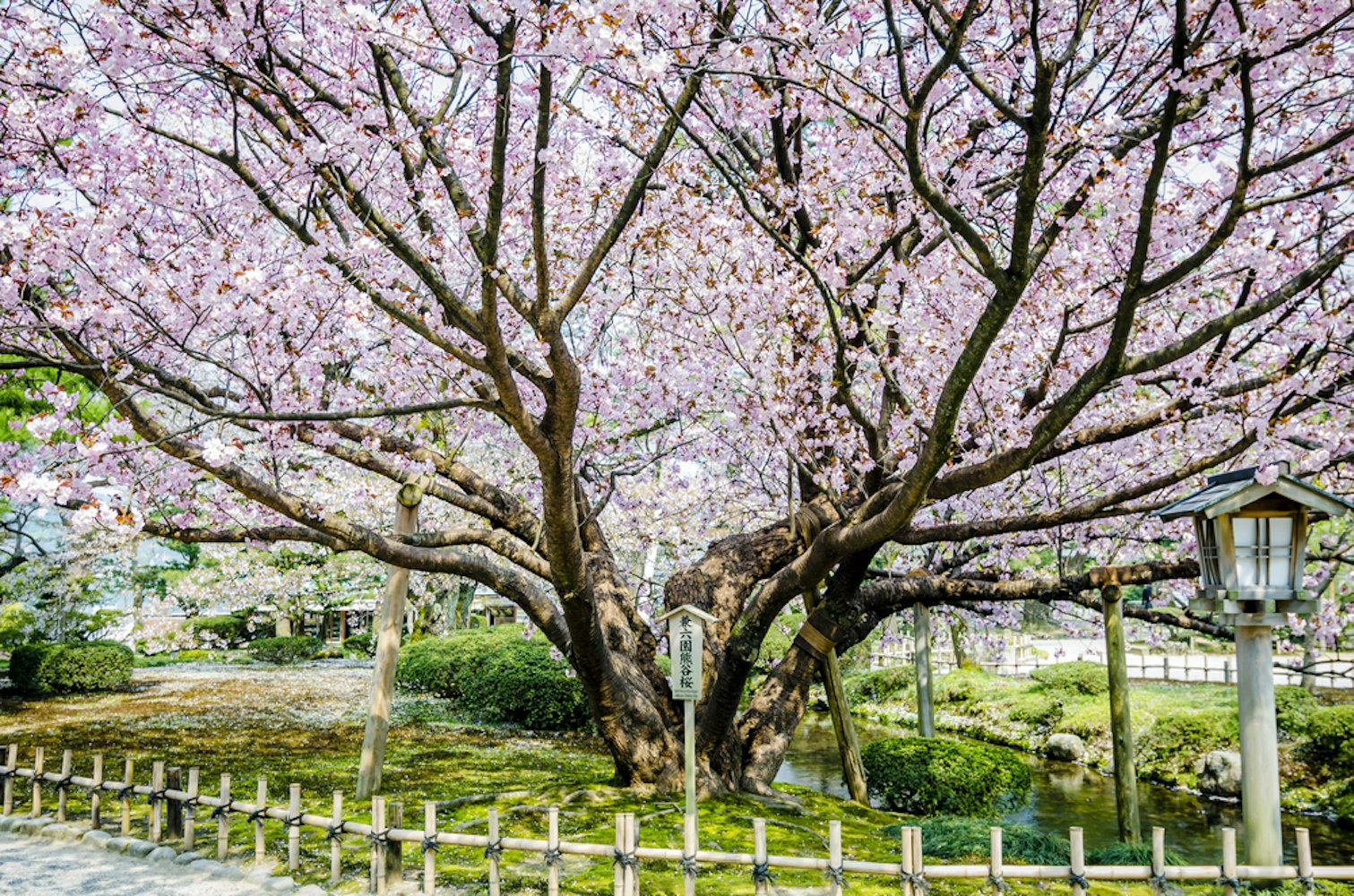 The Beauty of Cherry Blossoms and Cherry Trees