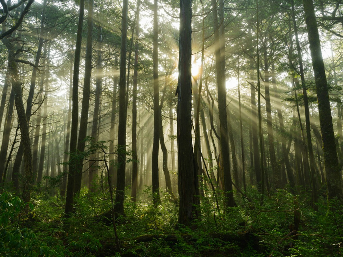 Aokigahara Forest