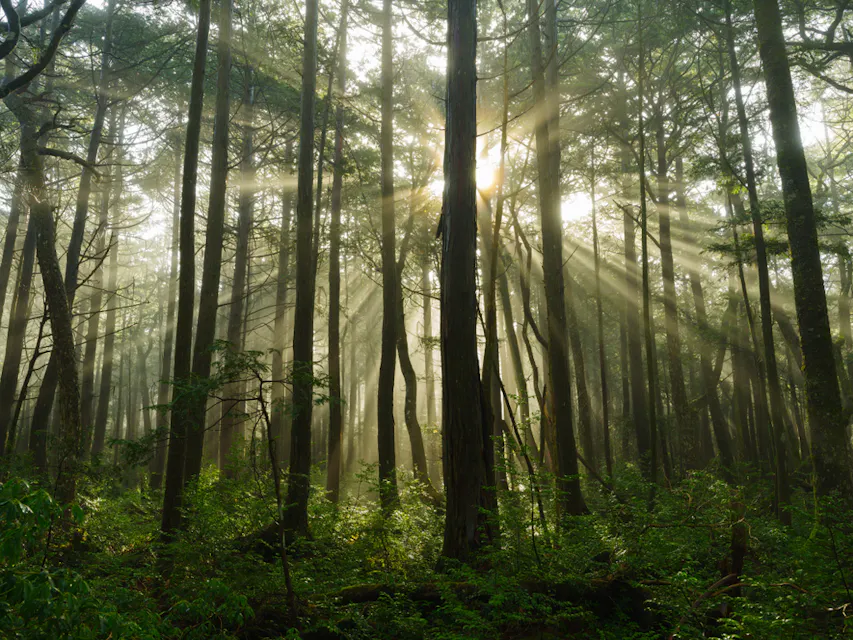 Aokigahara Forest Sunlight streams through tall, dense trees in a foggy forest, illuminating patches of green underbrush. The beams of light create an ethereal atmosphere, highlighting the serenity and natural beauty of the woodland scene.