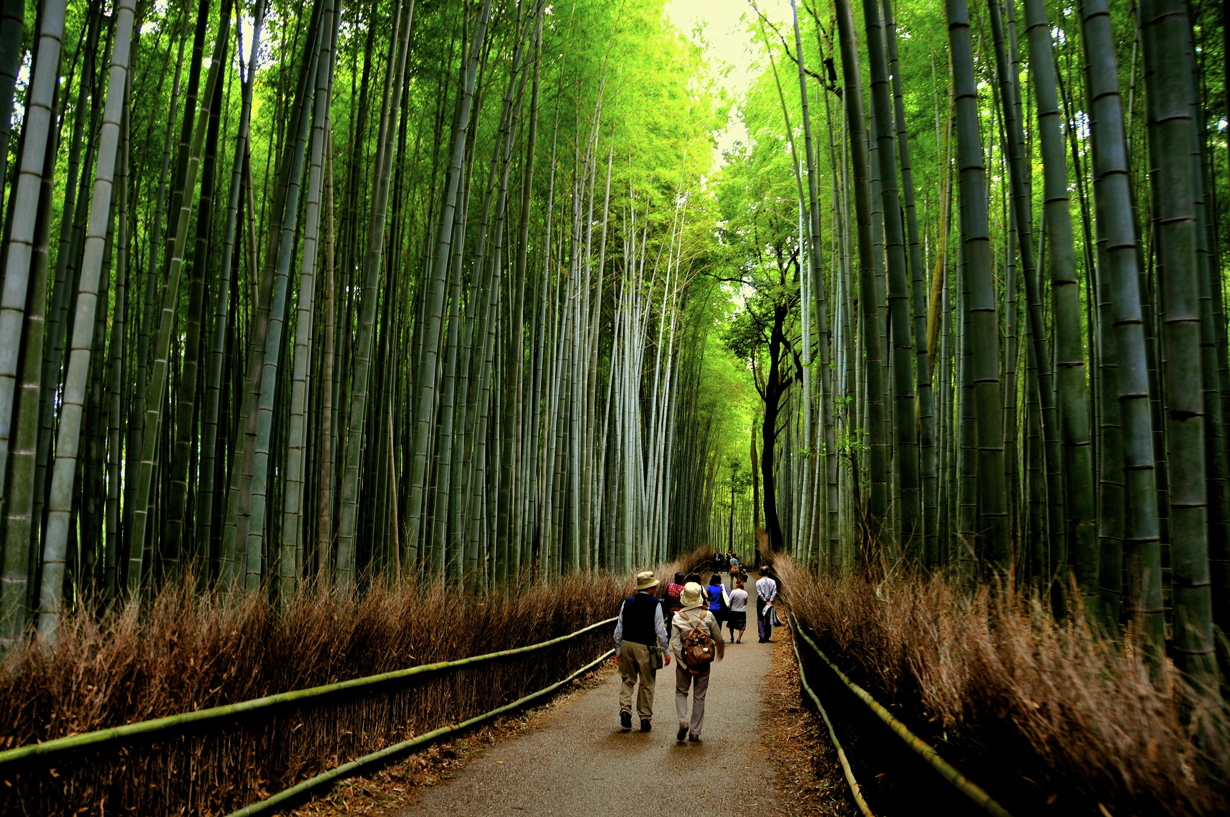 Arashiyama Bamboo Grove