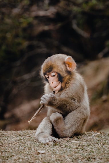 Arashiyama Monkey Park