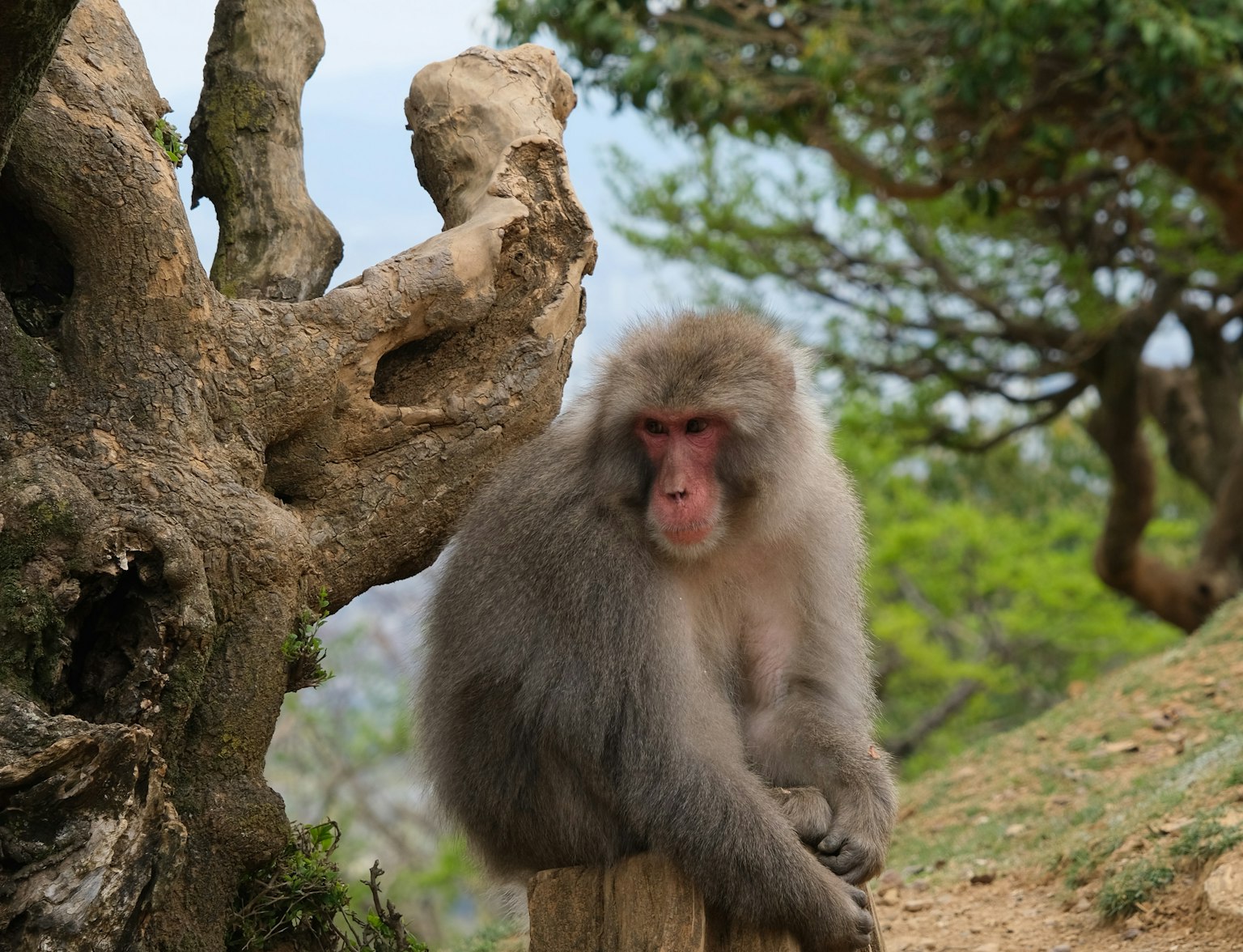 Arashiyama Monkey Park