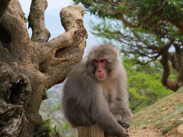 嵐山ウォーキングツアーで隠れた宝物を発見しよう