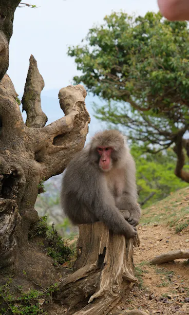 Arashiyama Monkey Park A Japanese macaque sits on a tree stump, surrounded by rugged tree trunks and greenery, gazing calmly ahead on a dirt and rocky path.