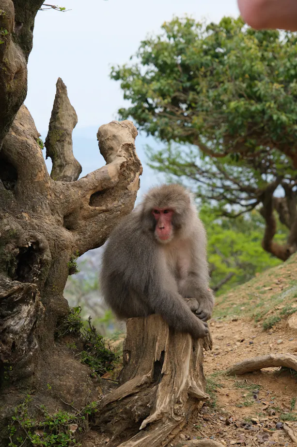 A Japanese macaque sits on a tree stump, surrounded by rugged tree trunks and greenery, gazing calmly ahead on a dirt and rocky path.