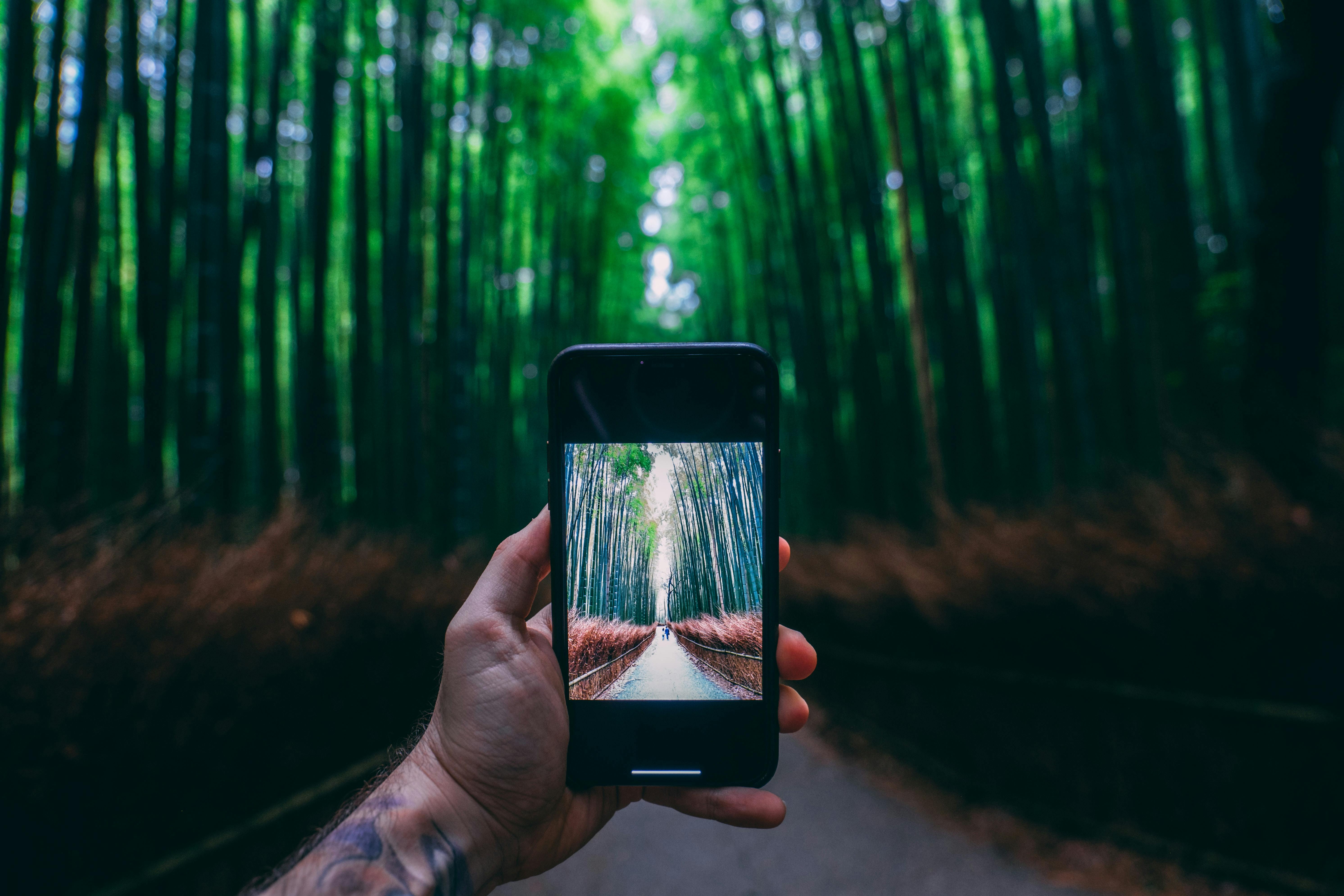 A hand holding a smartphone captures a photo of a bamboo forest pathway, blending seamlessly with the tall, green bamboo trees and lush scenery in the background.