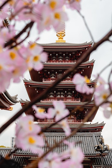 Asakusa Cherry Blossoms