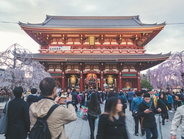 Sensoji Temple Cherry Blossoms